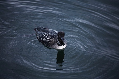 Solitary Loon - NHP218 Solitary Loon - NHP218